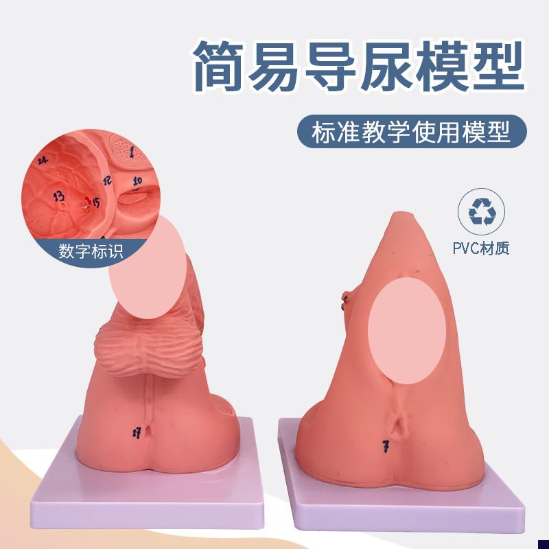 简易女性导尿模型女性导尿模型女性会阴产妇生殖S解剖导尿培训模