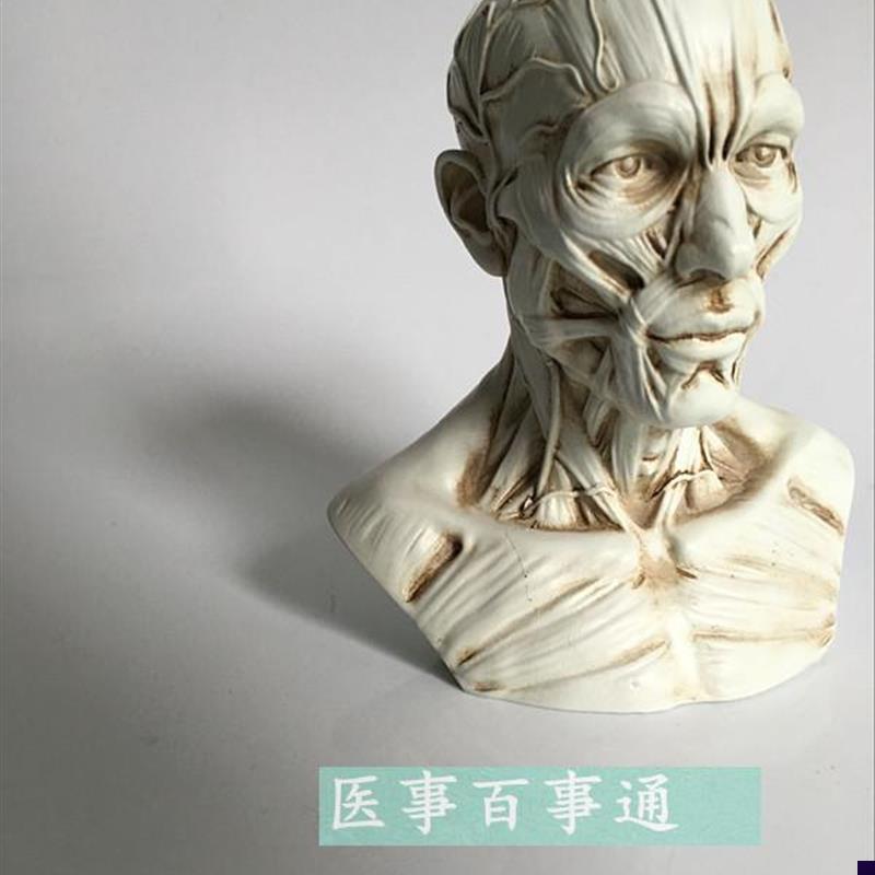 艺用人体肌肉骨骼头雕骷髅t头绘画参考头骨解剖胸像模型美术半身