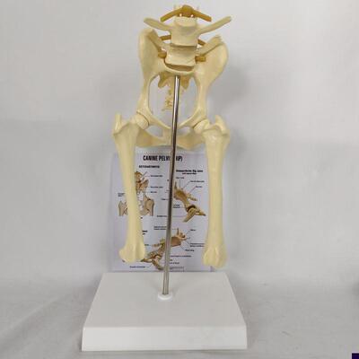 狗髋关节模型骷髅骨动物解剖H兽医教学股骨骶骨骨盆