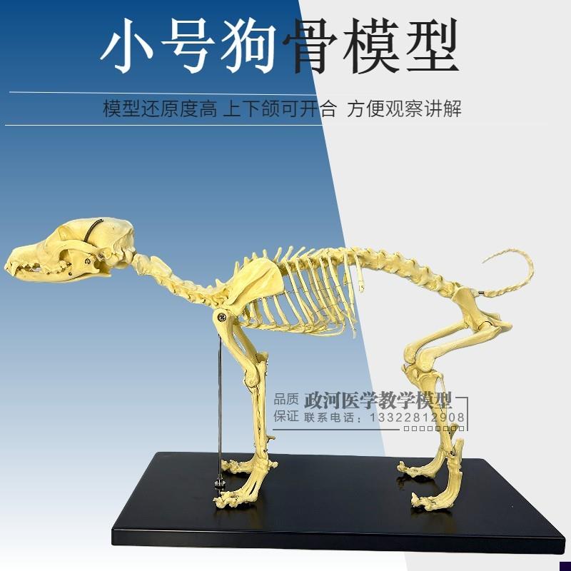 宠物骨科器械狗骨骼标p本模型全身动物狗猫犬教学骨架骨骼骨头模