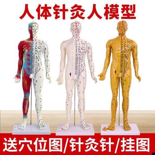 中医人体针灸g十二经络穴位模型人85CM标准全身小铜人教学模特图