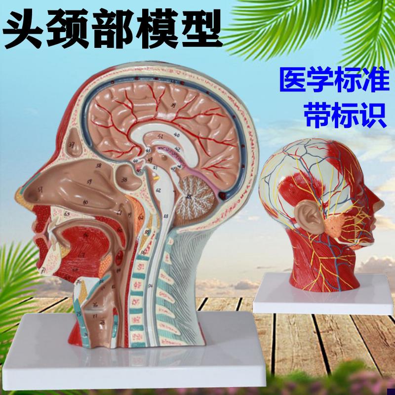 人体面部解剖模型可拆卸微整形美容医生教具浅层S肌肉血管神经口
