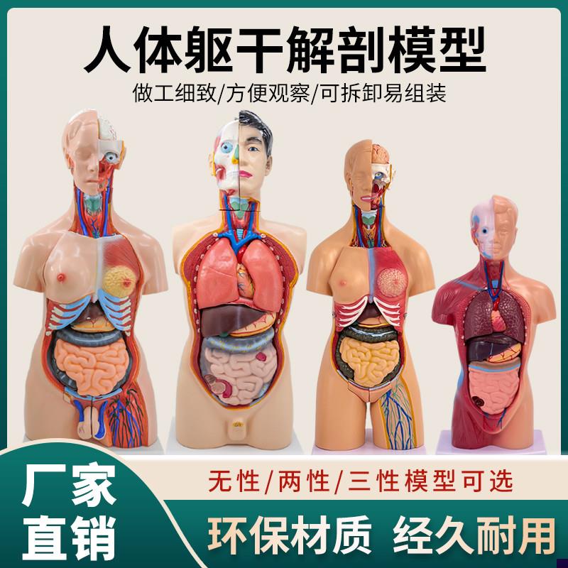 85cm28cm人体躯干解剖模型器官可拆卸医学O教学心脏内脏模型玩具
