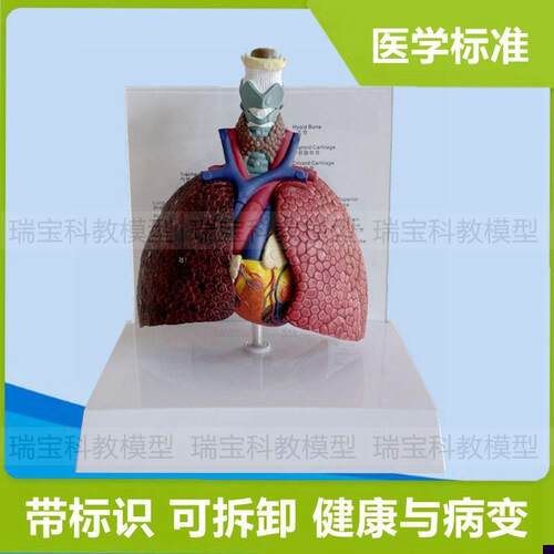 桌上型喉心肺模型可拆卸胸腔内脏呼吸循环系N统医用解剖教学展示