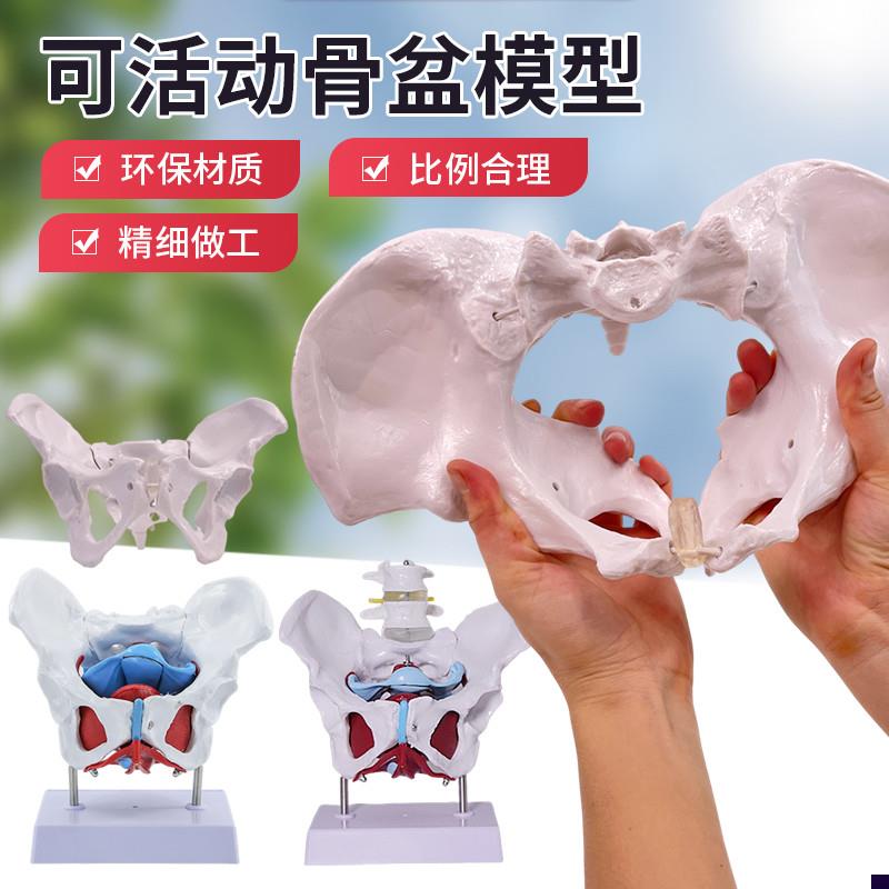 可活动女性骨盆肌肉模型及盆底肌模型子J宫盆骨分娩助产教学模型