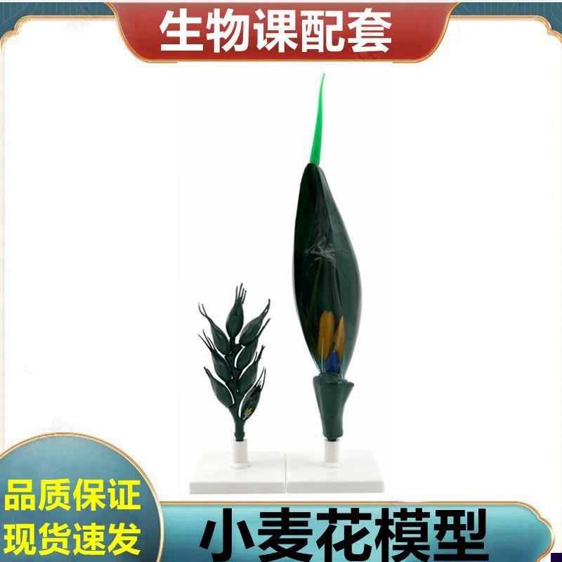 小麦花模型 植g物种子 玉米籽 单子叶 双子叶桃花结构 芽 胚 衣藻