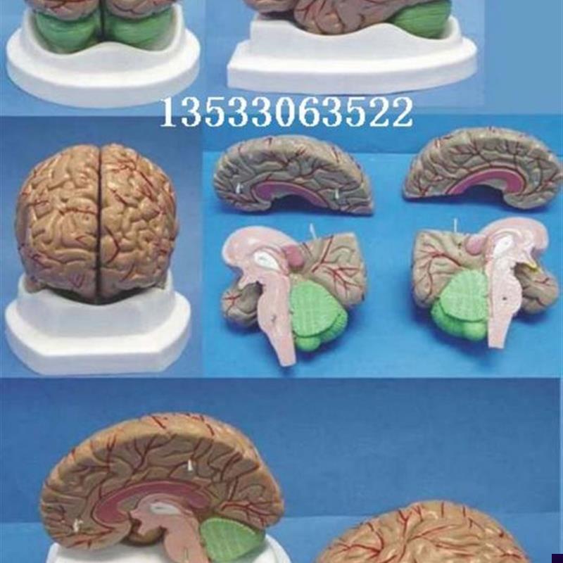 成人脑解剖结构模型器官医用教学讲解W人体标本模型