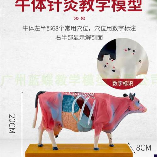 牛体针灸穴位模型及m牛解剖模型 动物解剖模型牛解剖模型兽医教学