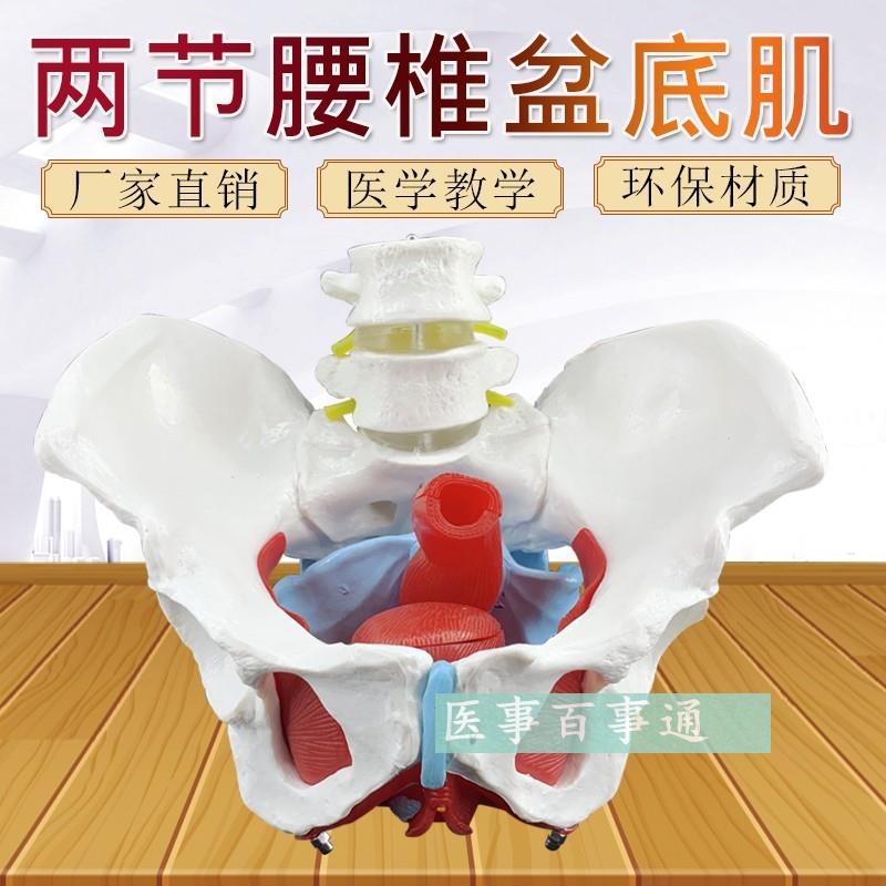女性骨盆模型骨盆盆底肌模型子宫模型盆骨S分娩助产教学模