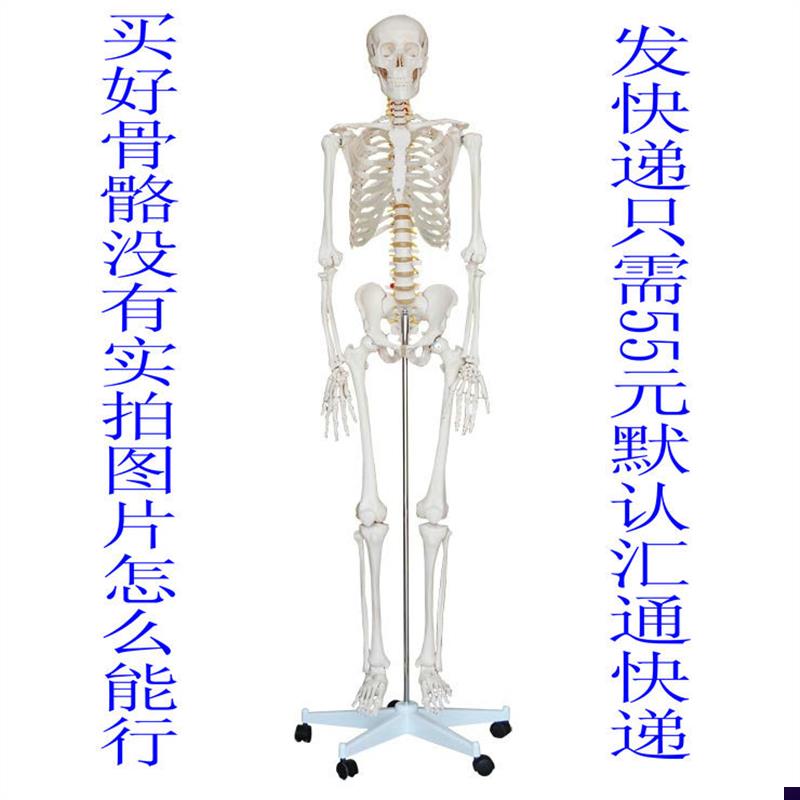 美术医用170人体骨骼模型 170CM人人体骨骼模型 Y骨骼标本模型