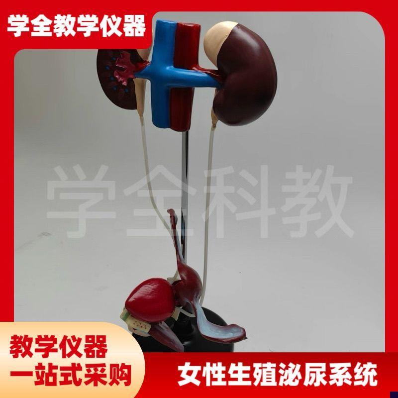 女性泌尿生殖系统模型肾脏解剖模具膀G胱输尿管结构生物实验室教