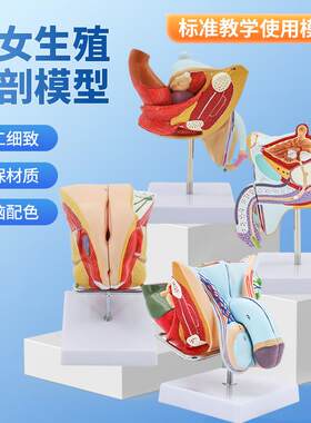 病理男性内外生殖解剖模型病y变生殖解剖模型男泌尿系统疾病模