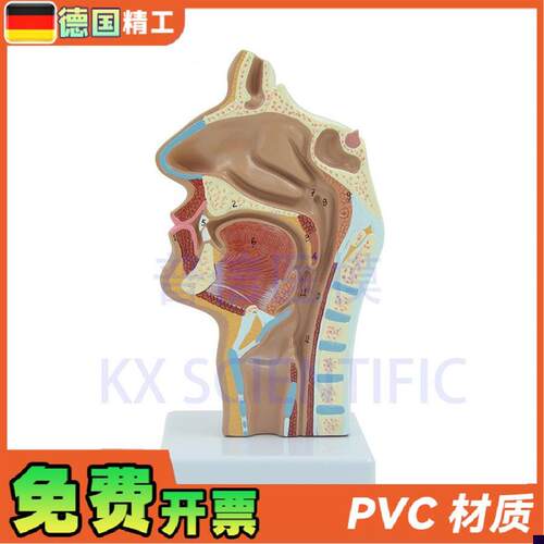 德国】头部解f剖口鼻咽喉模型教 内侧面血管神经鼻腔模型医药展示