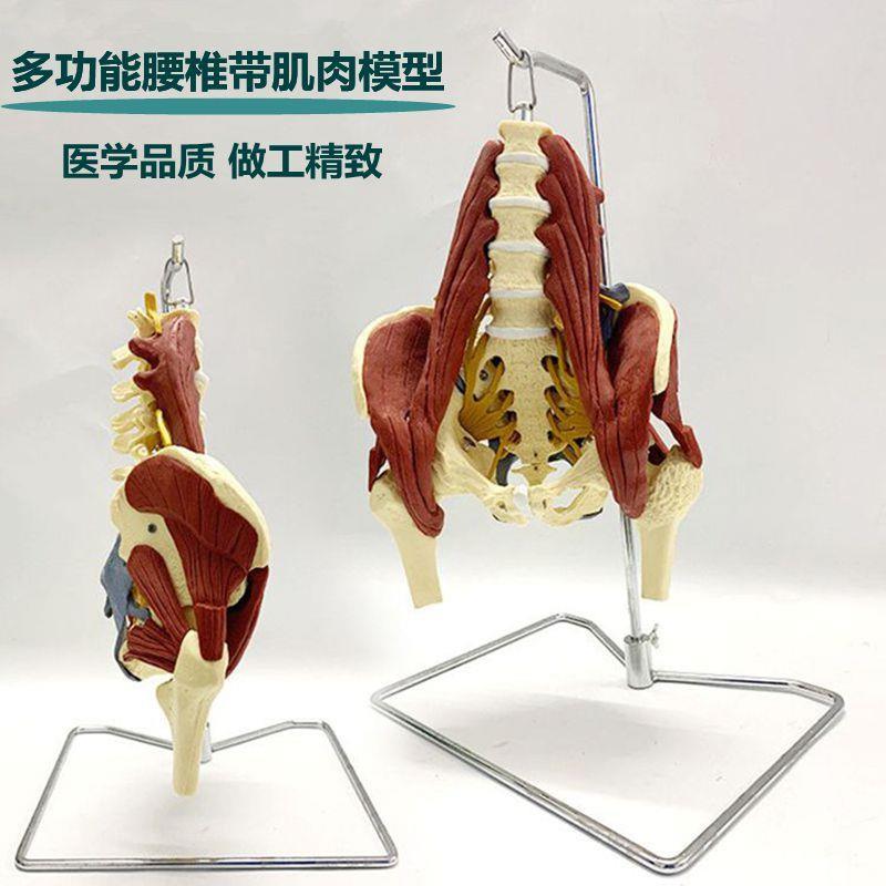 腰椎带肌肉e模型人体脊柱骶椎坐骨神经盆腔股骨头骨科临床医生正