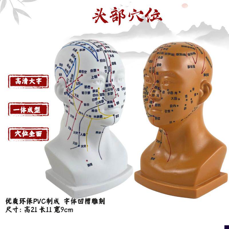 头部针灸经络穴位模型四功能腧穴头部按摩模型头U针灸穴位模型头