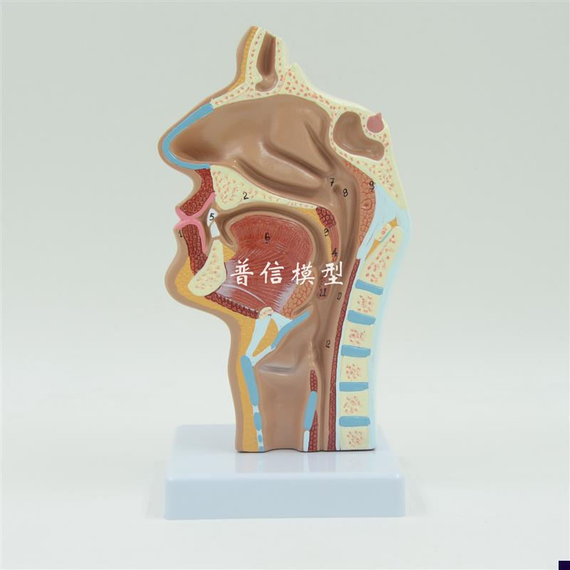 普信 头部解剖模型 p口腔 医用 血管神经模型 鼻腔 咽喉模型