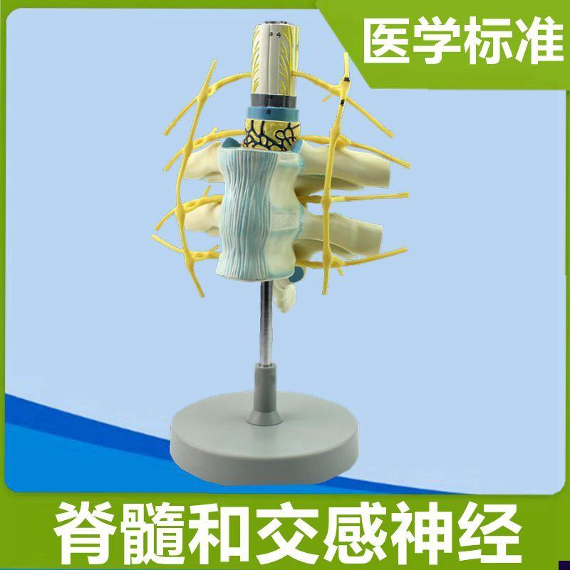 交感神经模型胸段脊髓周围神经颈椎管脊髓解M剖脊神经分布医用仿
