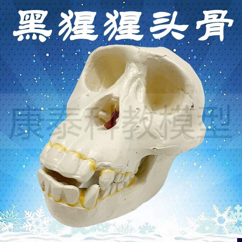 黑猩猩头骨模型 猿人骨髅t古代人类考古研究美术临摹医学教具饰品