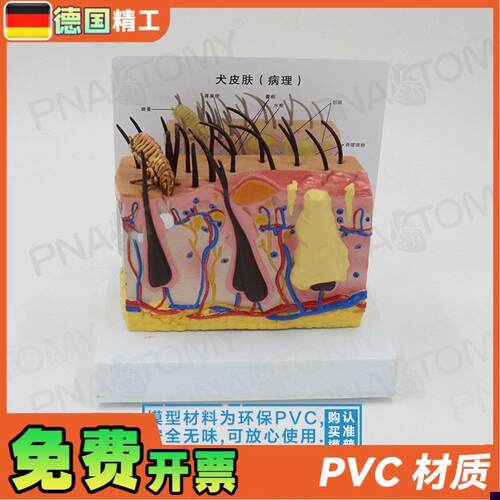 德国】逼真柔软虫咬p狗犬皮肤结构解剖模型兽医教学宠物医院专