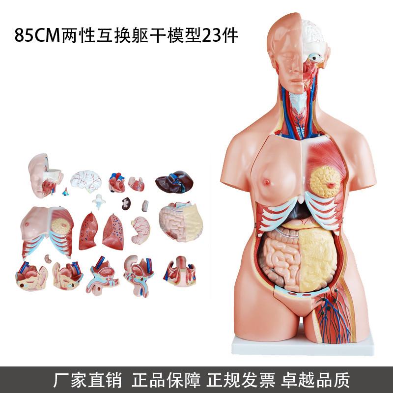 85cm两性互换躯干模型解剖结B构解剖教具人体头颈躯干模型厂家
