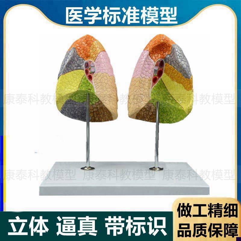 肺段模型肺叶人体肺结构呼吸x内脏医用教学生物教学仪器支气管肺