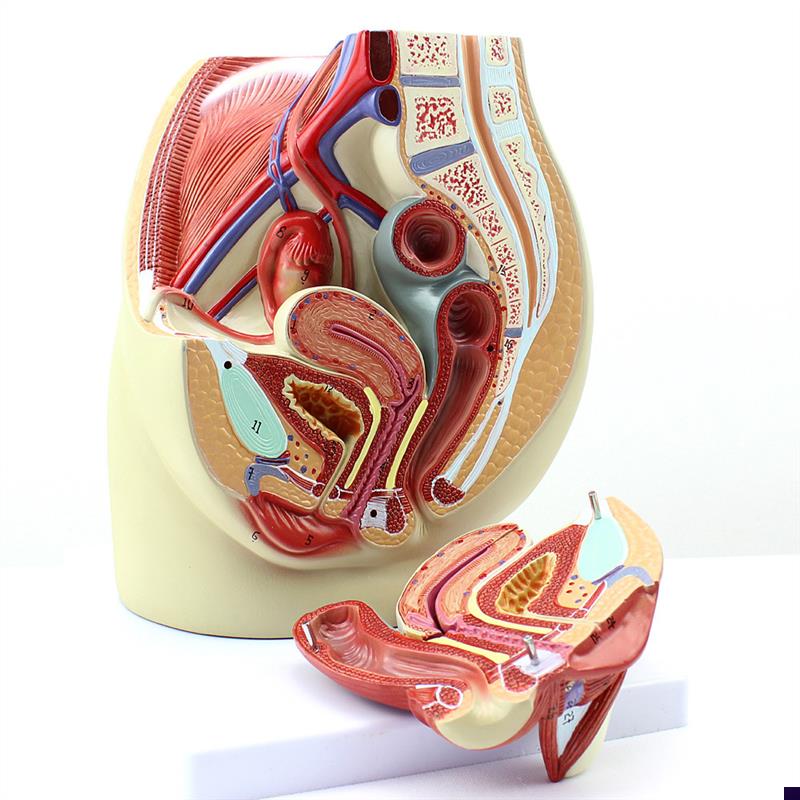 ENOVO颐诺女性盆腔q解剖模型 人体生殖泌尿系统子宫妇科医学模型