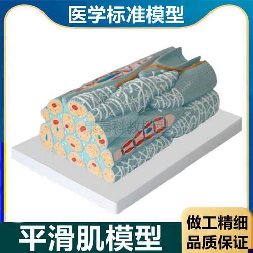 平滑肌模型 不随意肌 人体组织微细结构 医用解剖 Lsmooth muscle