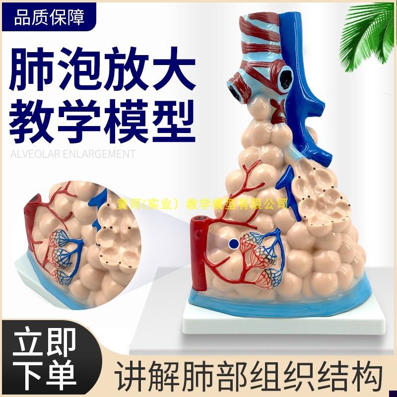 肺部模型 大型肺泡放大模型人y体内脏呼吸肺模型 人体肺部教学模