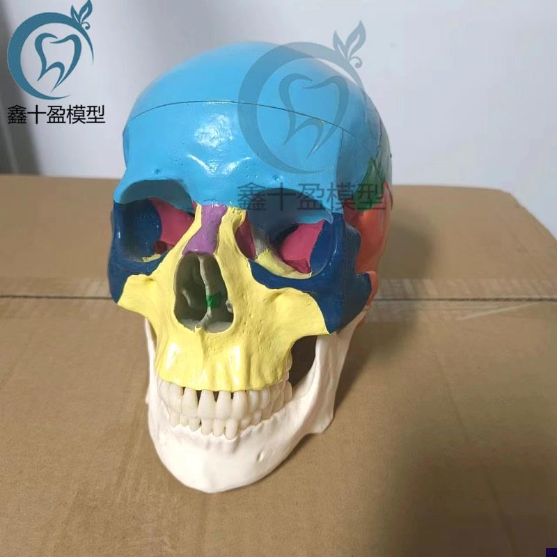 口腔仿真彩色头颅模型可拆卸牙科教具骷髅头医P学颅骨头骨标本头