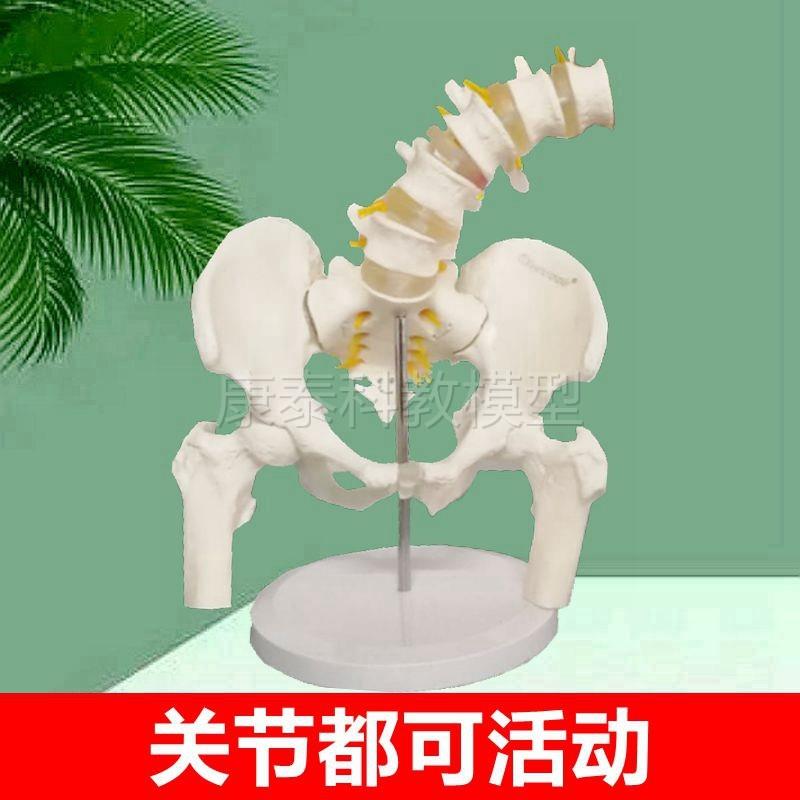 动态腰椎带骨盆模型关节活动旋转C耻骨联合助产示教产康家政培训
