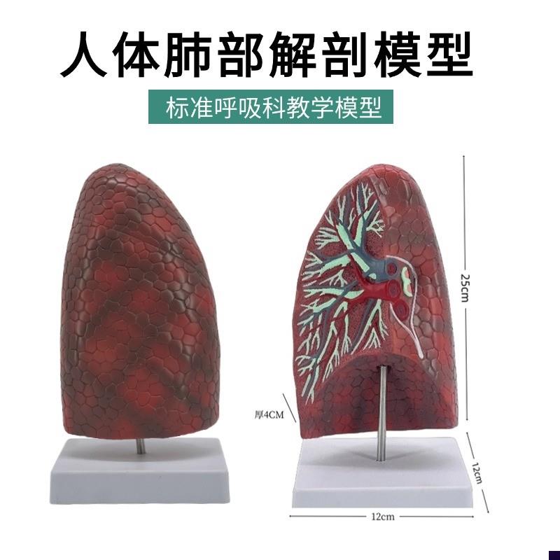 自然大肺段d模型人体肺部解剖支气管模型内脏呼吸科医患沟通模型