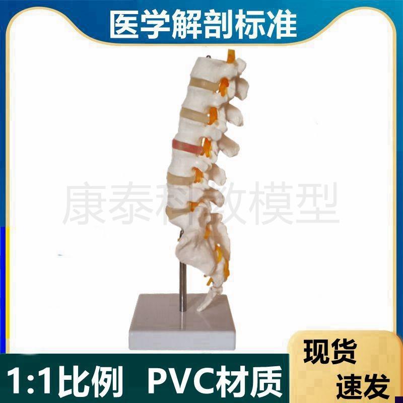 自然大腰椎模型椎间盘神经突w触骶椎尾骨瑜伽中医康复健身小针刀