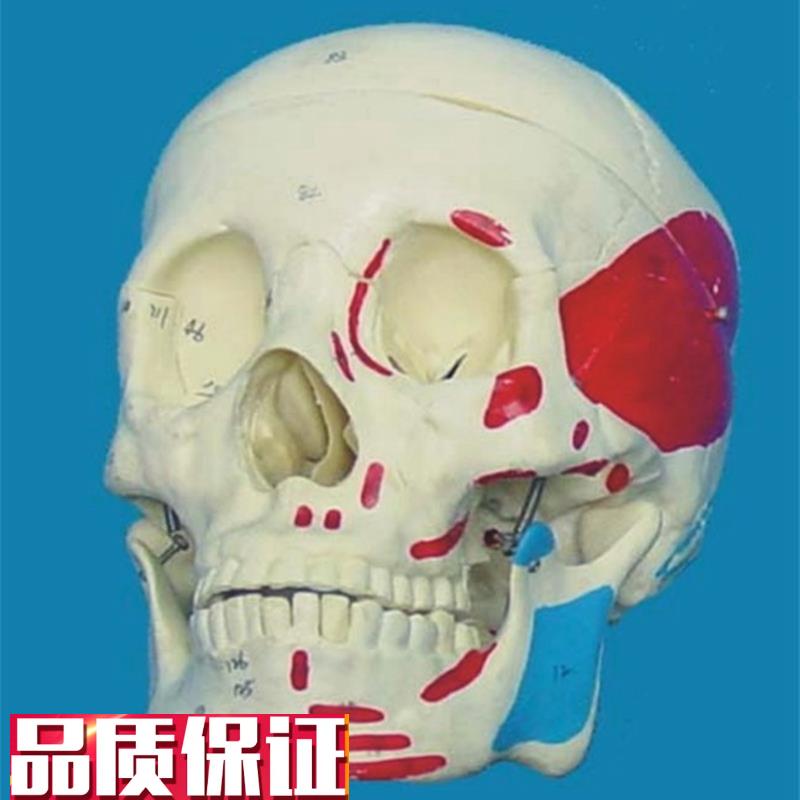 包邮1:1骷髅头头骨模型骨骼骨架教学W医用讲解人体
