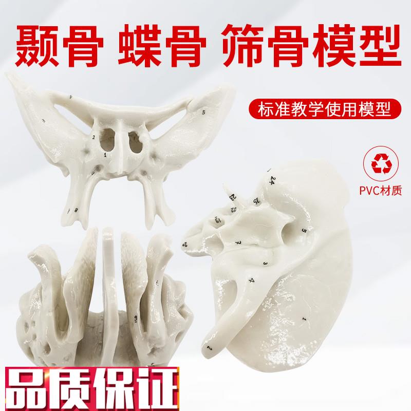 颞骨蝶骨筛骨放大骨骼模t型人体骨骼解剖模型骨科医学骨骼教具