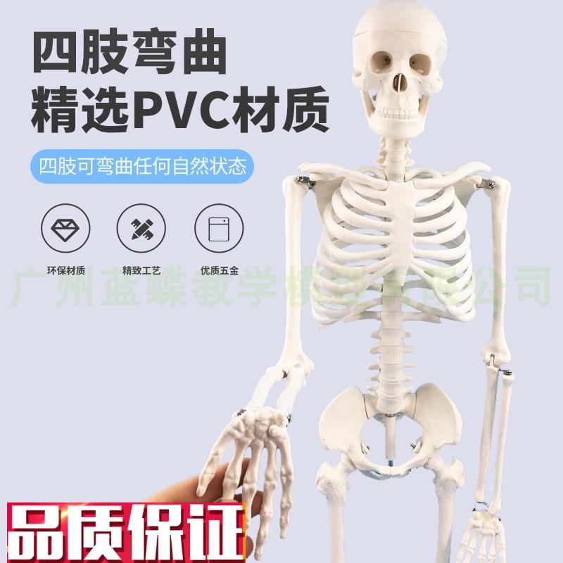 人体骨骼模型4585CM骨架模型人体脊柱模型脊Q椎模型医学骨骼骷髅