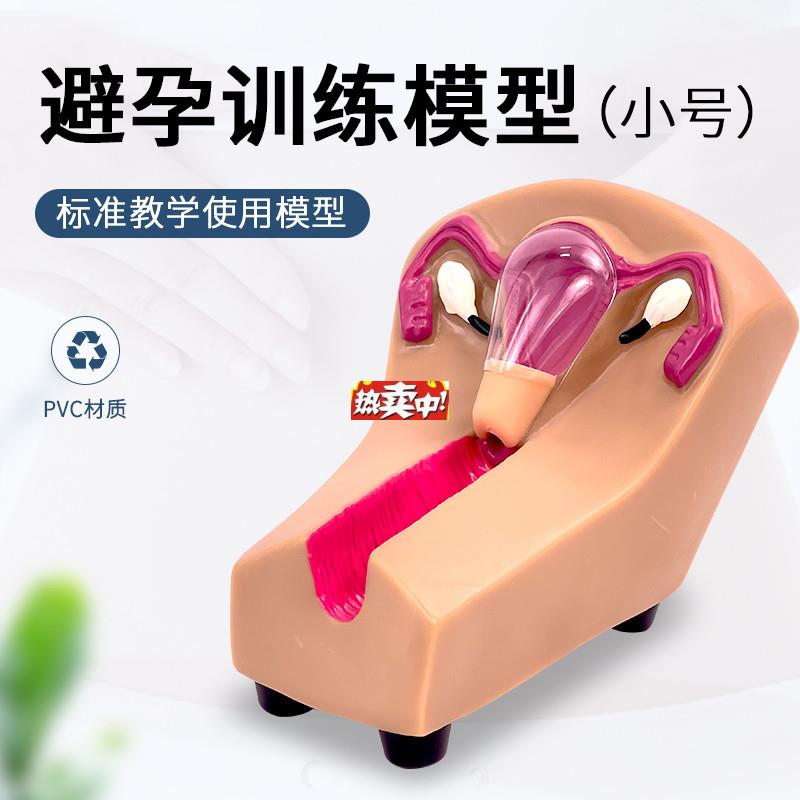 热销女性宫内避K孕器及训练模型子宫生殖器官教学模具上环取环练