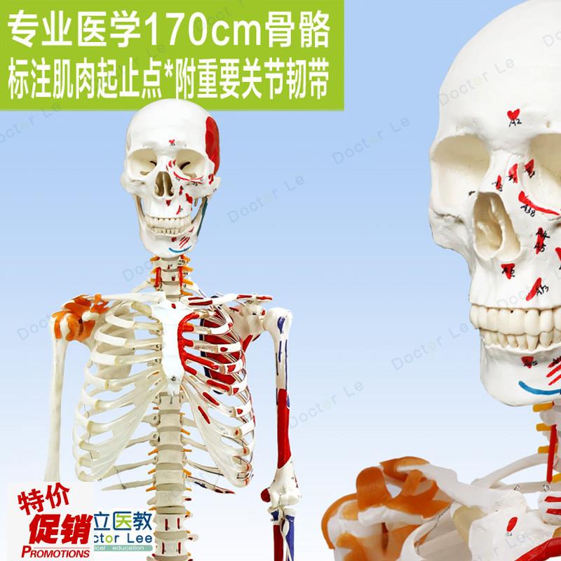 高端医用170CMo骨架附肌肉标识韧带脊柱解剖人体骨骼模型