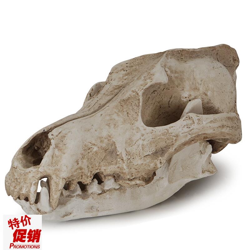 树脂骷髅头工艺品摆件豺狼头骨y万圣节道具骷颅头加拿大大灰狼标