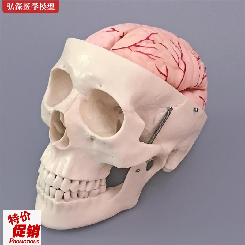头骨模型人体骨头颅骨骼结构造带大脑动脉骷O髅头医学教学模具教