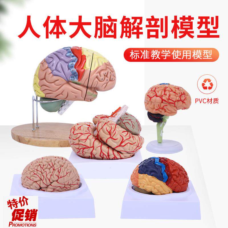 1:1大脑功能分区模p型脑模型医学仿真脑模型皮层分区模型医学示教