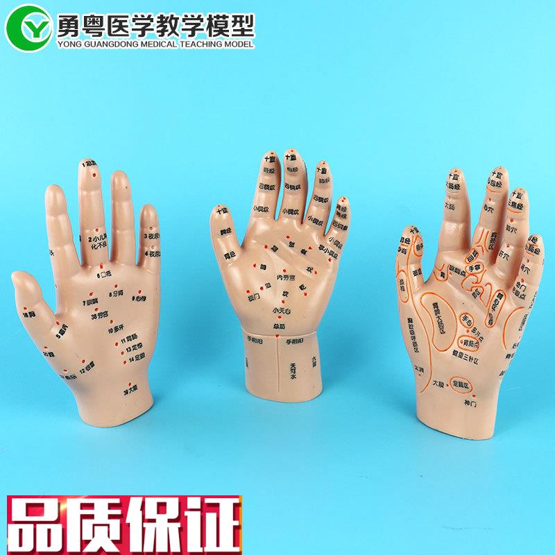 人体手部针灸穴位n按摩反射小儿推拿教学演示模型3只一套