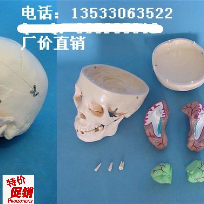 包邮1:a1头骨带脑模型人体骨骼益智骨架骷髅模型