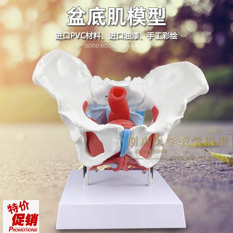 骨盆模型两节腰椎附盆底肌模型女性骨盆生殖器官V模型盆腔结构
