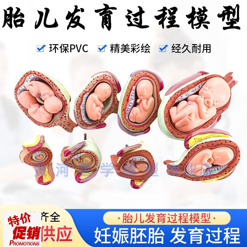 人体胚胎发育模型妊o娠胚胎发育过程怀孕十月胎儿模型医学教学