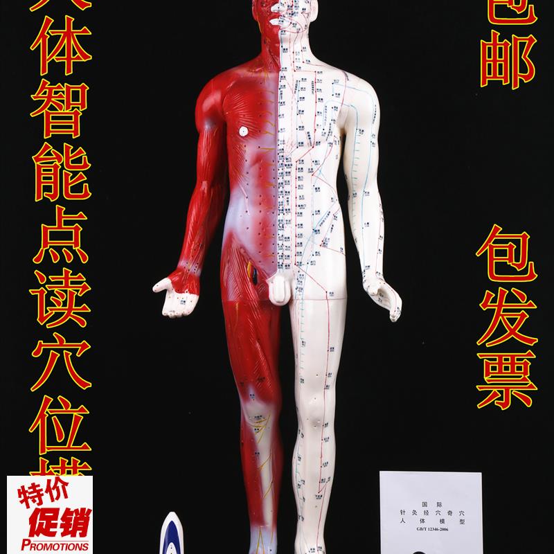 智能点读针灸模型语音点读针灸穴位模型人体针灸盲人Y针灸模型现