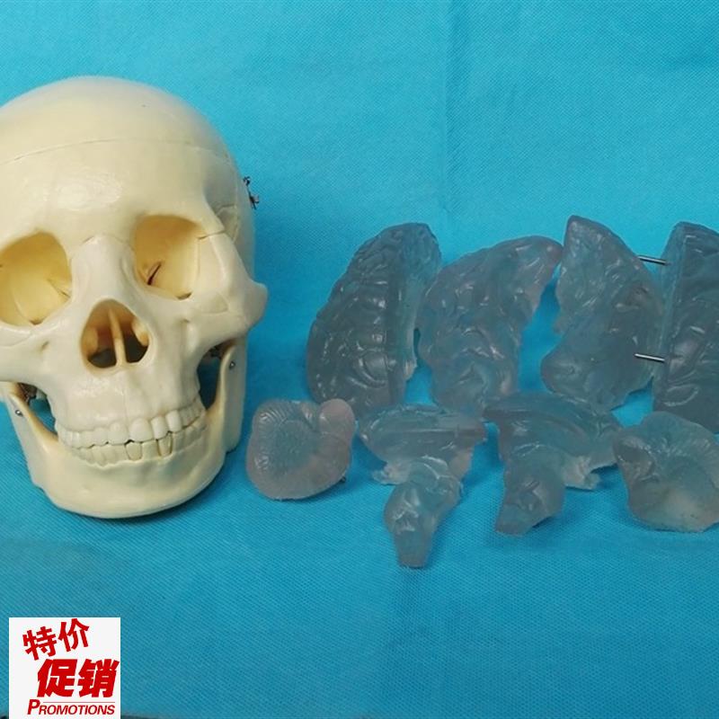 包邮1:1头骨带透明脑模B型人体骨骼益智骨架骷髅模型