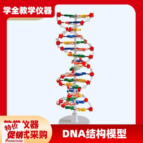 DNA教学结构模型双螺旋高中碱D基对遗传基因生物教学仪器模型
