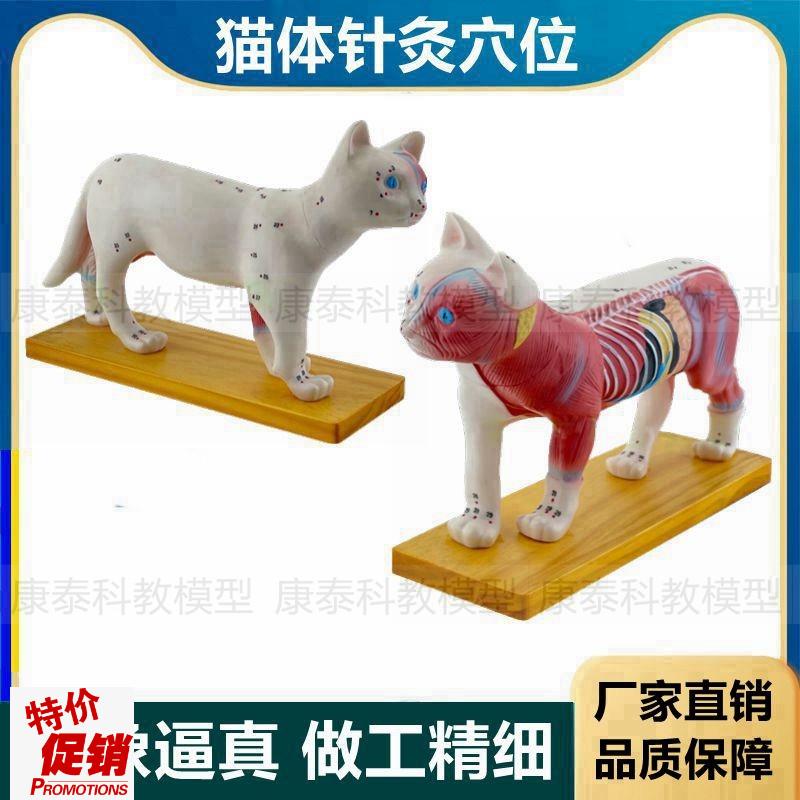 猫解剖模型皮肤针灸穴位s内脏肌肉犬牛猪模型马畜牧兽医教学宠物