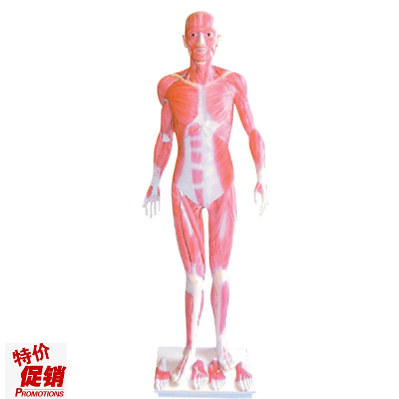 172cm全身肌肉解剖模型人体肌F肉解剖模型男性人体肌肉解剖
