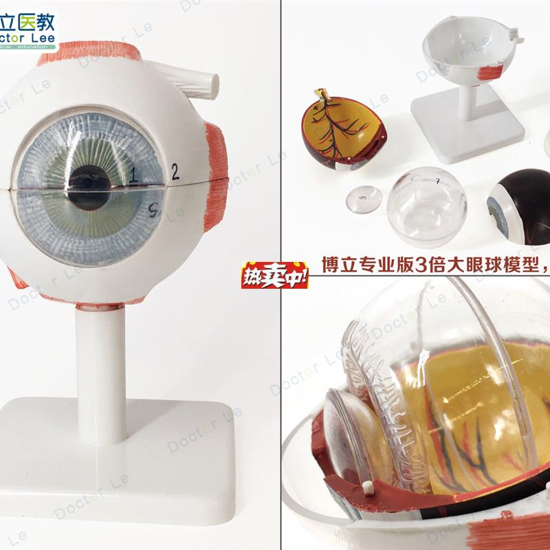 热销专业版医学3倍大人体眼球解R剖模型美术眼睛解剖结构五官眼科